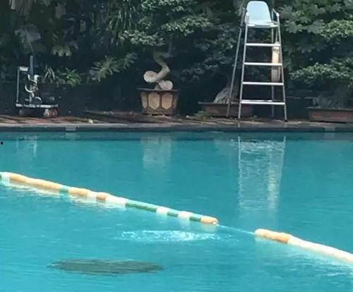 苏州游客爆料事件最新消息,最新进展揭秘，真相大白！